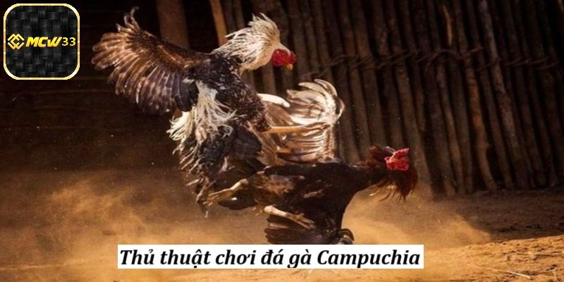 Đặc điểm của thể loại đá gà Campuchia