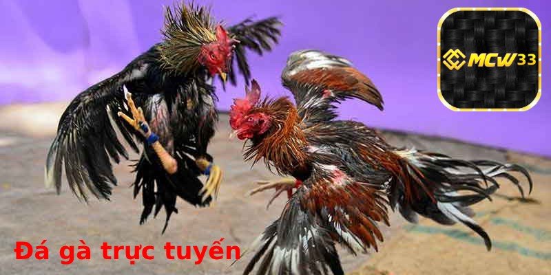 Đá gà trực tuyến